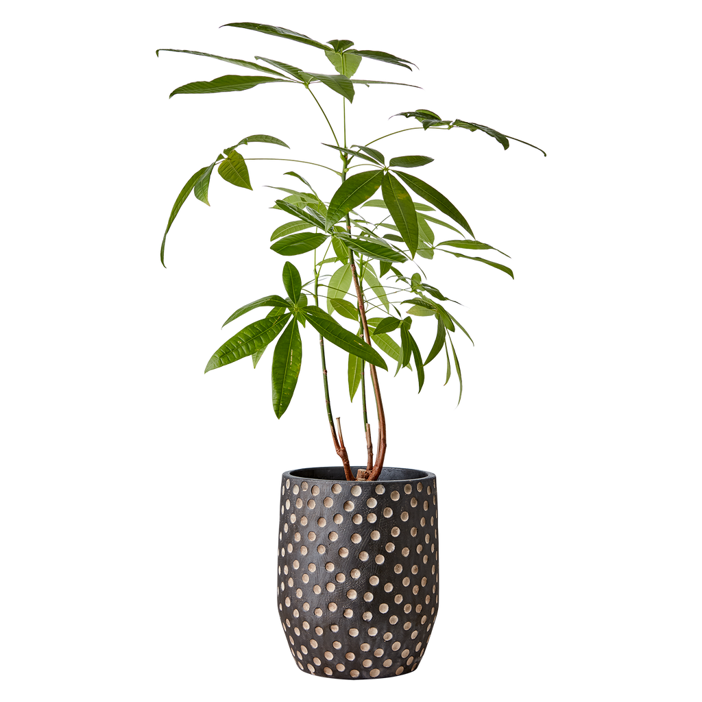 CAMILLE Kruka M, Svart/brun