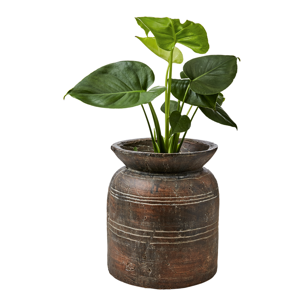 CAMILLE Kruka M, Brun