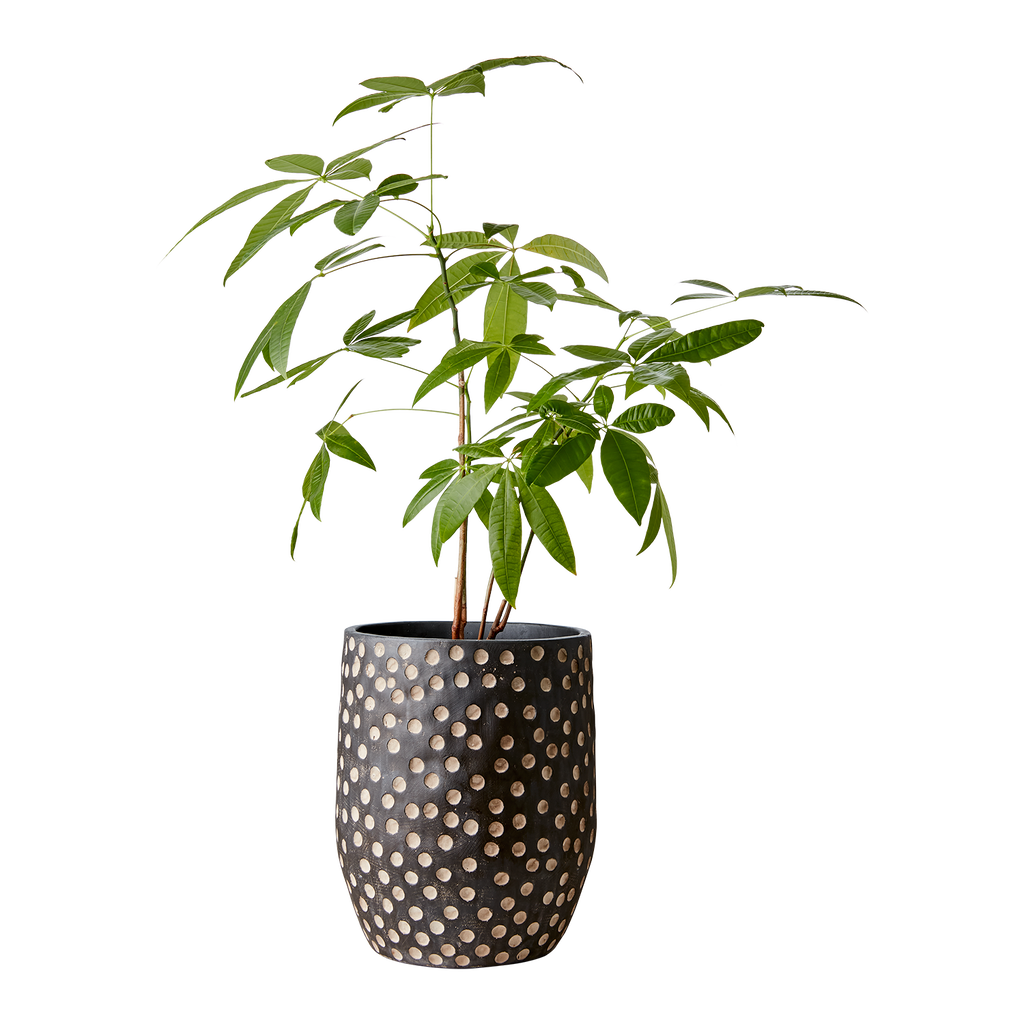 CAMILLE Kruka L, Svart/brun